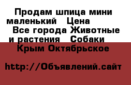 Продам шпица мини маленький › Цена ­ 15 000 - Все города Животные и растения » Собаки   . Крым,Октябрьское